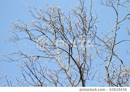 Tulip tree Tulip tree 63628436