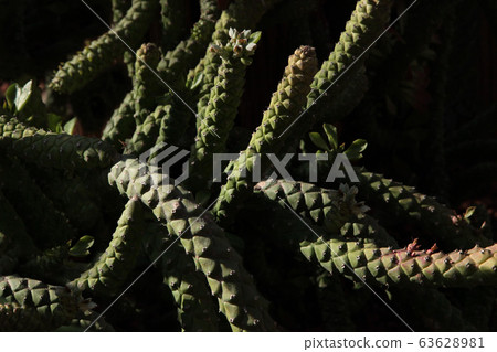 Many cacti Many cacti 63628981