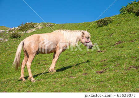A white horse grazes in the mountains. A white horse grazes in the mountains. 63629075