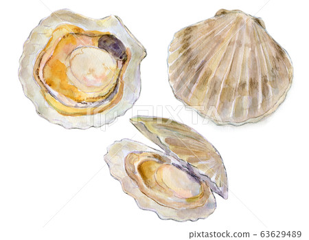 Watercolor illustration seafood scallop 63629489