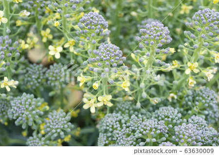 西蘭花花 西蘭花花 63630009