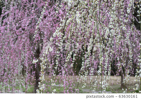Red and white weeping plum blossom 63630161