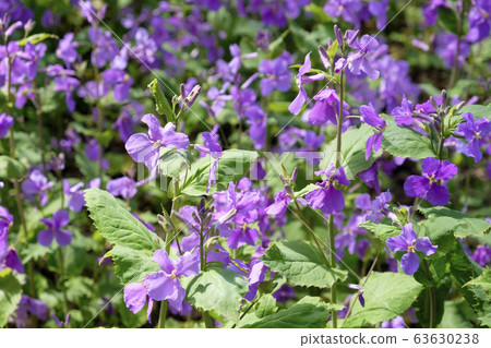 Flower radish Flower radish 63630238