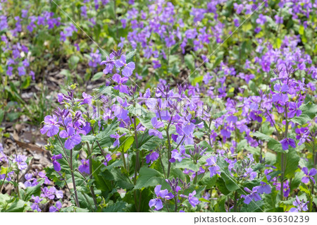 Flower radish Flower radish 63630239