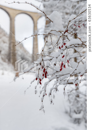 The Landwasser Viaduct through snow-covered branches with red berries, famous place in Switzerland The Landwasser Viaduct through snow-covered branches with red berries, famous place in Switzerland 63630534