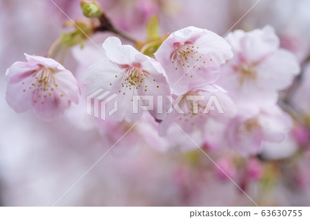 櫻桃樹 櫻桃樹 63630755