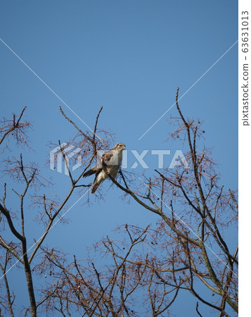 Buzzard / blue sky Buzzard / blue sky 63631013