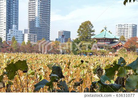 Shinobazu池塘 63631077