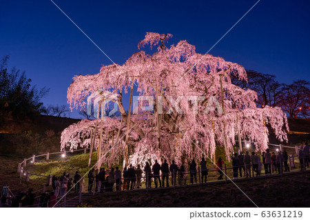 Fukushima Prefecture Miharu Falls Sakura Light up At sunset 63631219