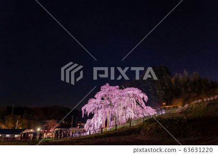 福島縣三春瀑布櫻花照亮夜櫻花 63631220