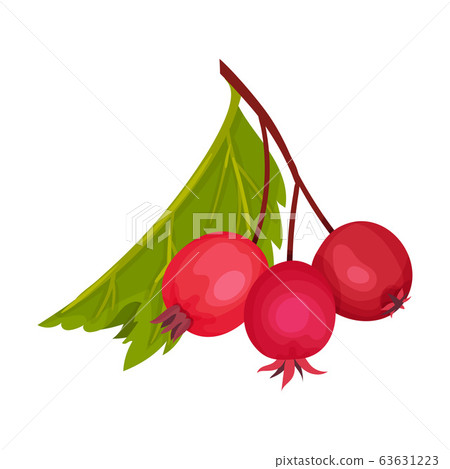 Cluster of Red Round Hawthorn Berries Hanging on Tree Branch Vector Illustration Cluster of Red Round Hawthorn Berries Hanging on Tree Branch Vector Illustration 63631223