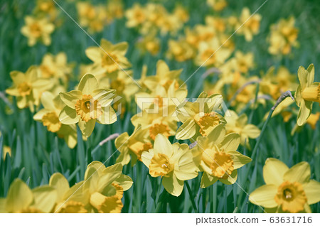Narcissus 63631716