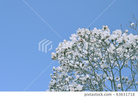Haku Mokren Haku Mokren 63631718
