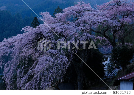 Weeping cherry trees shining in the morning sun (Shimoichi-cho, Yoshino-gun, Nara) 63631753