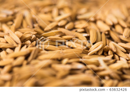 Closeup of dry paddy rice background. Food and 63632426