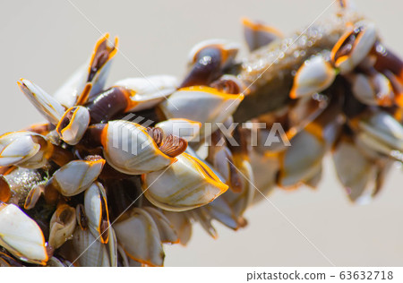 Many white shells on bamboo and sea. Many white shells on bamboo and sea. 63632718