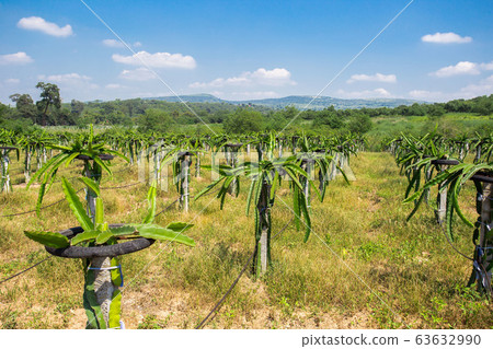 Dragon in the garden. dragon fruit on plant, Raw Dragon in the garden. dragon fruit on plant, Raw 63632990