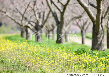 Rape blossoms Tatsunoguchi Waterfront Park, Hitachi Omiya City, Ibaraki Prefecture 63633470