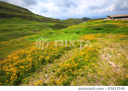 白頭山西部散落著五顏六色的野花， 63633546