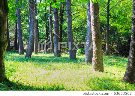 The scenery where lush trees laid green carpet while entering Jikji Temple 63633562