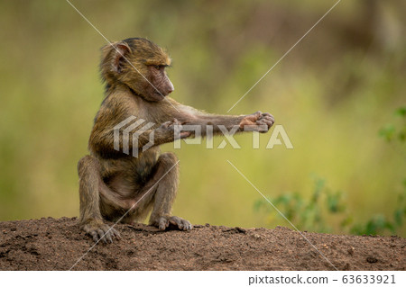 Olive baboon sits on bank scratching elbow 63633921