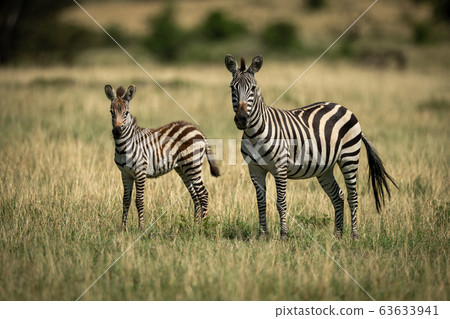 Mother zebra and foal stand facing camera Mother zebra and foal stand facing camera 63633941