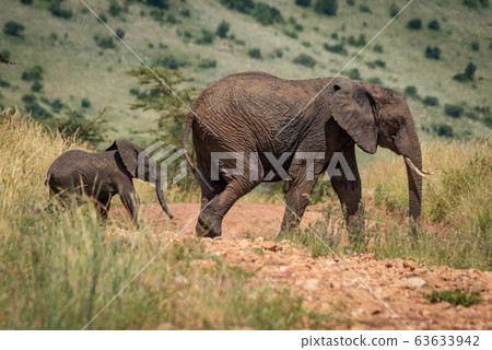 Mother elephant and calf cross rocky track Mother elephant and calf cross rocky track 63633942