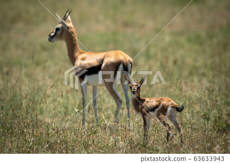 Mother and baby Thomson gazelle in grass 63633943