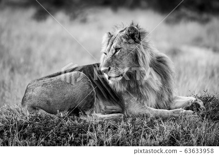 Mono male lion lies turning head back 63633958