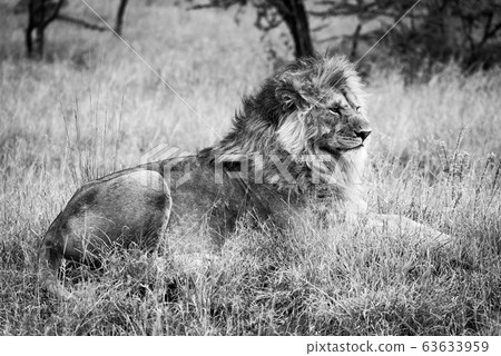 Mono male lion lies in long grass 63633959