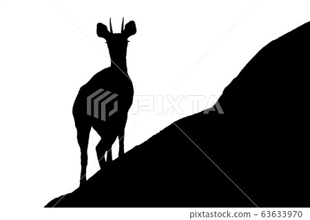 Mono klipspringer stands on rock facing camera Mono klipspringer stands on rock facing camera 63633970