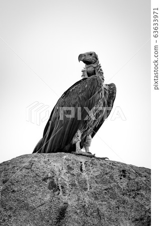 Mono lappet-faced vulture looking back on rock Mono lappet-faced vulture looking back on rock 63633971