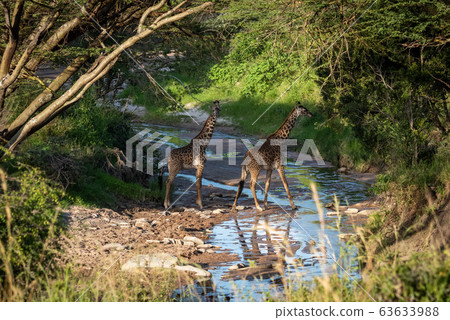 Masai giraffes crossing stream under tree canopy Masai giraffes crossing stream under tree canopy 63633988