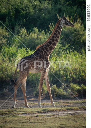 Masai giraffe walks past trees and bushes Masai giraffe walks past trees and bushes 63633991