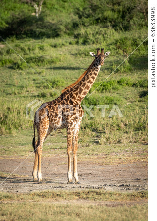 Masai giraffe stands watching camera in sunshine Masai giraffe stands watching camera in sunshine 63633998