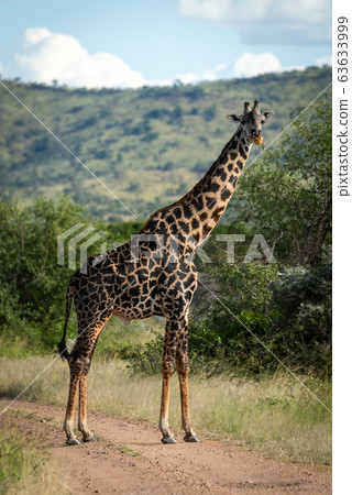 Masai giraffe stands on track eyeing camera Masai giraffe stands on track eyeing camera 63633999