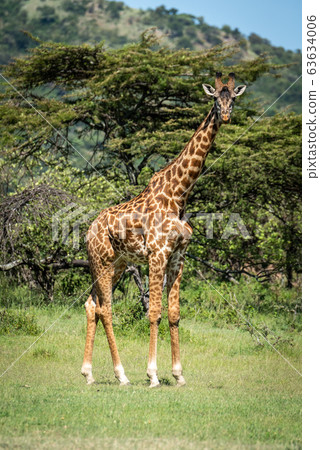 Masai giraffe stands eyeing camera near trees 63634006