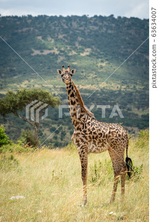 Masai giraffe stands eyeing camera on hillside 63634007