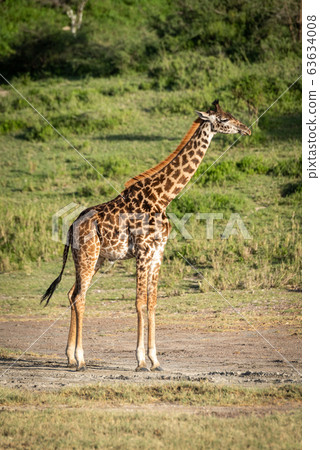 Masai giraffe stands by trees in sunshine Masai giraffe stands by trees in sunshine 63634008