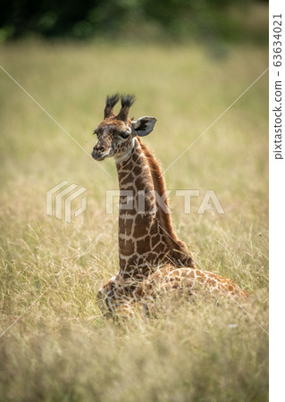 Masai giraffe calf lying in long grass Masai giraffe calf lying in long grass 63634021