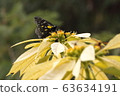 Butterfly 63634191