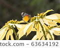 Butterfly 63634192
