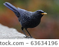 Blackbird 63634196