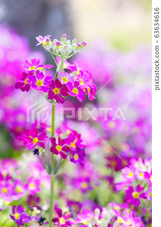 Primrose 11 63634616