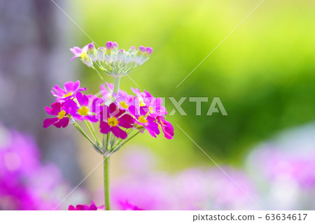 Primrose 12 63634617