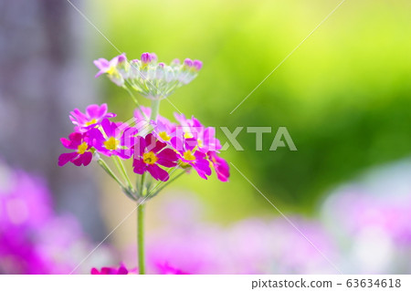 Primrose 14 63634618