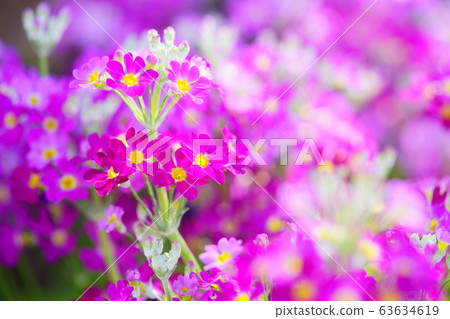 Primrose 15 63634619