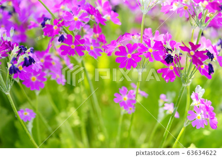 月見草18 月見草18 63634622