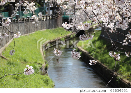 市川與牧馬之間有一排櫻桃樹 63634961