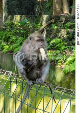 Wild monkey eats banana on the fence in the Sacred 63635179